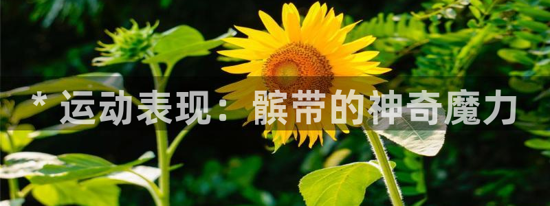 耀世天下和如日中天哪个好：* 运动表现：髌带的神奇魔